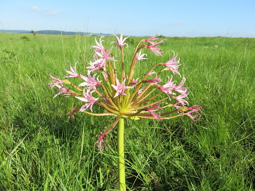 Brunsvigia radulosa