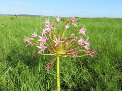 Brunsvigia radulosa