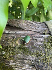 Edessa rufomarginata