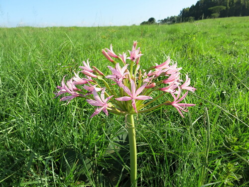 Image of Brunsvigia radulosa by no rights reserved