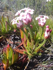 Erica ampullacea