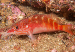 Hypoplectrodes maccullochi