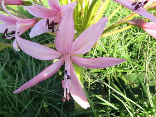 Brunsvigia radulosa