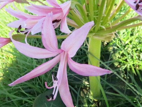 Brunsvigia radulosa
