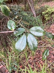 Lampromicra