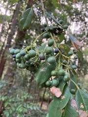 Lampromicra