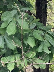 Quercus muehlenbergii