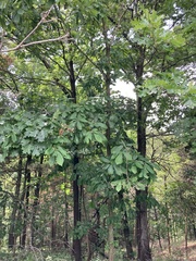 Quercus muehlenbergii