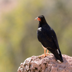 Daptrius megalopterus