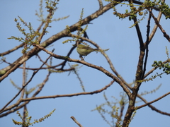 Phylloscopus nitidus