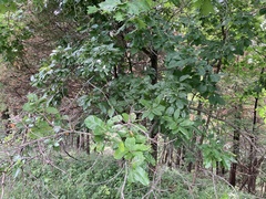 Quercus muehlenbergii