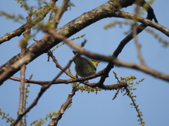 Phylloscopus nitidus