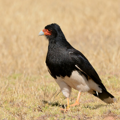 Daptrius megalopterus