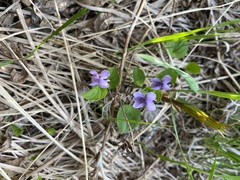 Viola epipsila