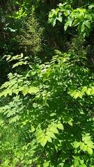 Aruncus dioicus