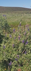 Lupinus pubescens