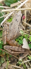 Rana longicrus