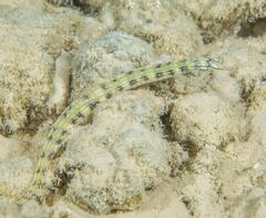 Corythoichthys haematopterus