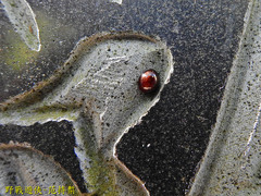Leiochrodes