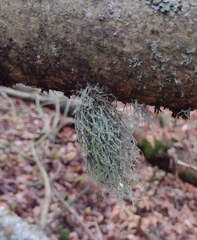 Ramalina farinacea
