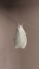 Nymphostola galactina