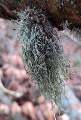 Ramalina farinacea