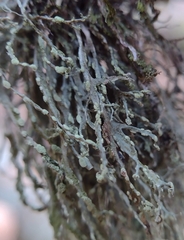 Ramalina farinacea