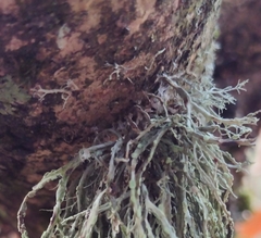 Ramalina farinacea