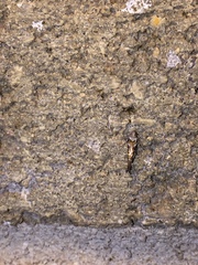 Aristotelia elegantella