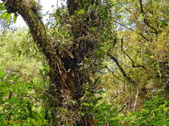 Cleisostoma paniculatum