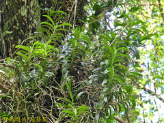 Cleisostoma paniculatum