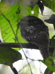 Batrachostomus moniliger