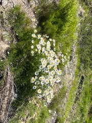 Tripleurospermum hookeri