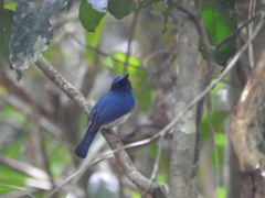 Cyornis pallidipes
