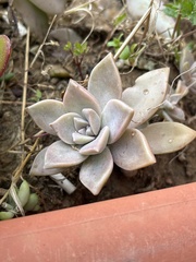 Graptopetalum