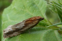 Eucosma conterminana