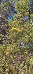 Hypericum laricifolium