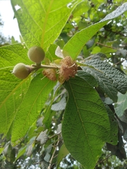 Campomanesia guazumifolia