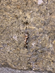 Aristotelia elegantella