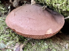 Boletus barragensis