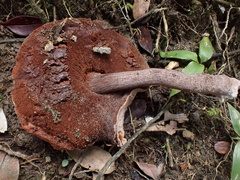 Boletus barragensis