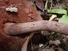 Boletus barragensis