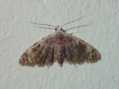 Araeopteronini