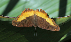 Eurytela dryope angulata