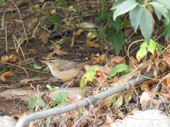 Acrocephalus bistrigiceps