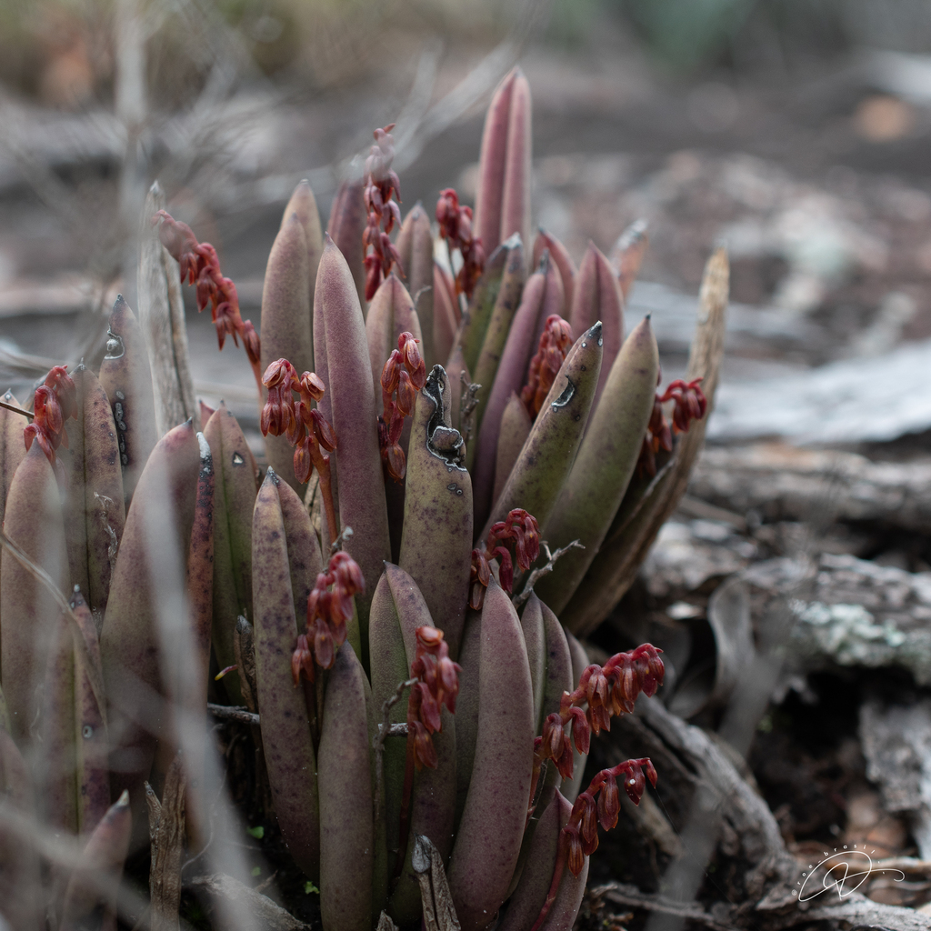 Acianthera teres