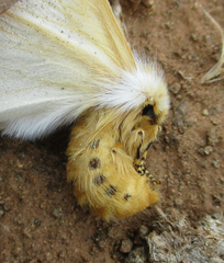 Phiala