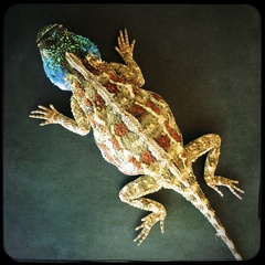 Agama aculeata