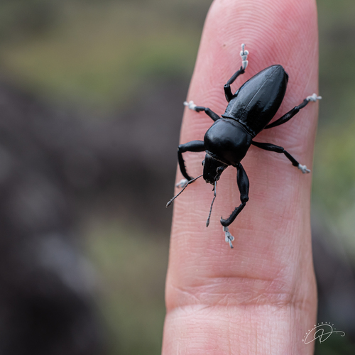 Teratopactus gibbicollis