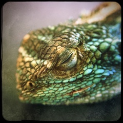 Agama aculeata